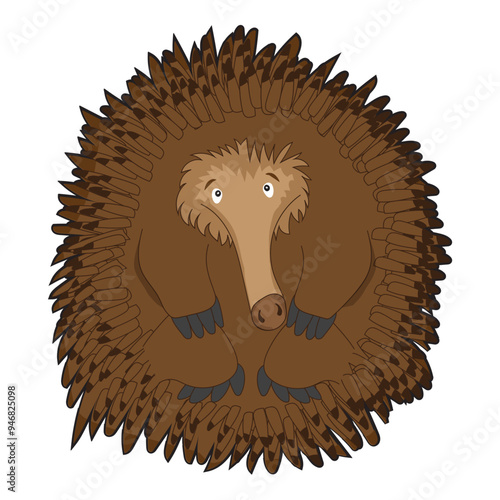 Cute Echidna