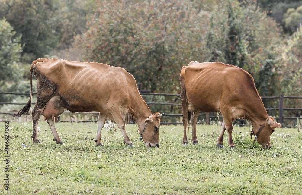Livestock. Cows graze in a meadow. The concept of animal husbandry and rural life. Chipping of animals. A pet on an eco-farm. Agricultural industry. Livestock. Cows graze in a meadow. The concept of animal husbandry and rural life. Chipping of animals. A pet on an eco-farm. Agricultural industry.