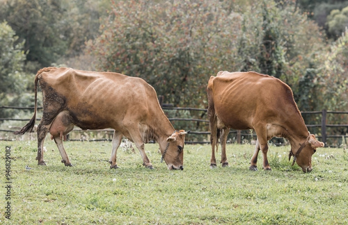 Livestock. Cows graze in a meadow. The concept of animal husbandry and rural life. Chipping of animals. A pet on an eco-farm. Agricultural industry.