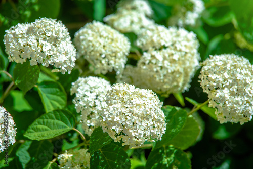 White hydrangea blooms in summer in the city Park 