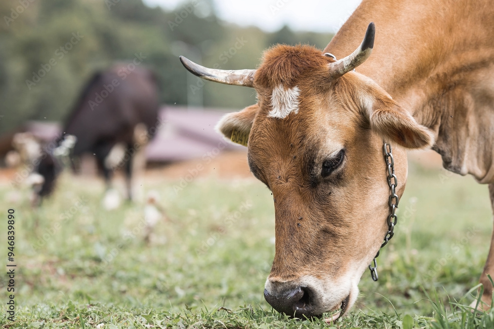 Livestock. Cows graze in a meadow. The concept of animal husbandry and rural life. Chipping of animals. A pet on an eco-farm. Agricultural industry. Livestock. Cows graze in a meadow. The concept of animal husbandry and rural life. Chipping of animals. A pet on an eco-farm. Agricultural industry.