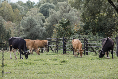 Livestock. Cows graze in a meadow. The concept of animal husbandry and rural life. Chipping of animals. A pet on an eco-farm. Agricultural industry.