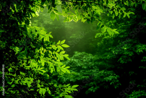 A lush green canopy with vibrant leaves framing a serene forest backdrop, creating a peaceful and natural atmosphere.