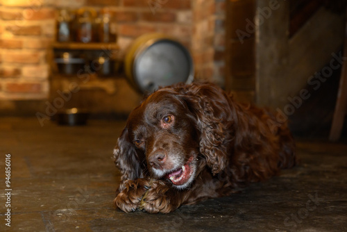 Dog Enjoying a Treat at a Dog-Friendly Pub