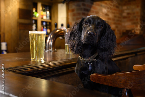 Black Cocker Spaniel Sitting at Pub Bar with Pint