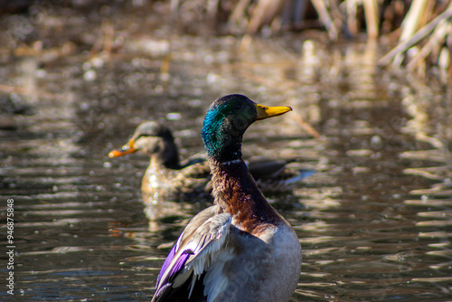 mallard duck on water Yucaipa California photo