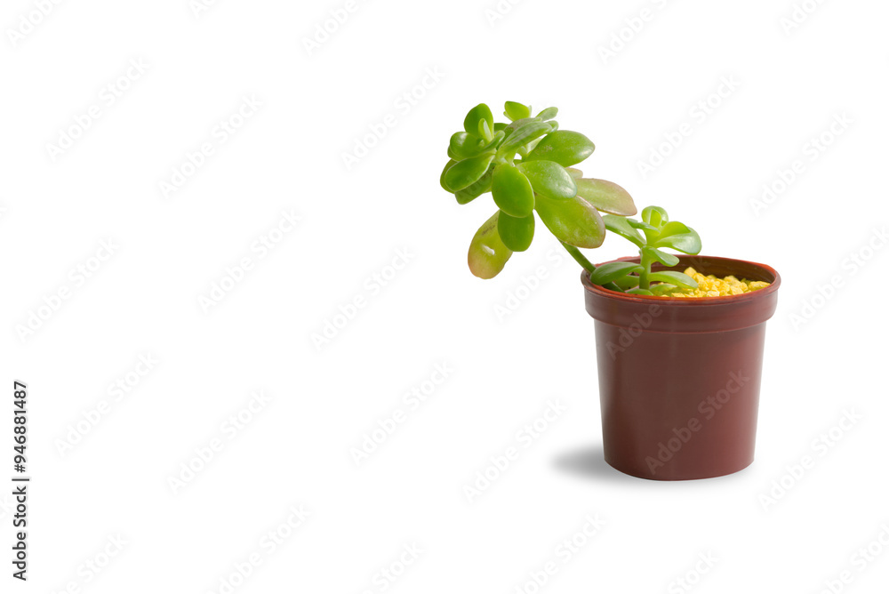 Obraz premium Minimalistic composition of a single succulent plant in a brown plastic pot on white background