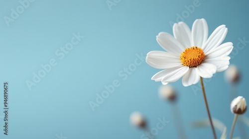 A single white daisy with a vibrant yellow center stands elegantly against a serene light blue background, capturing the essence of simplicity and natural beauty.