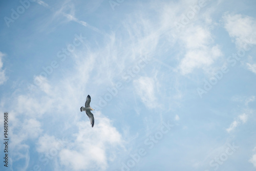 Seagull flying over the blue sky