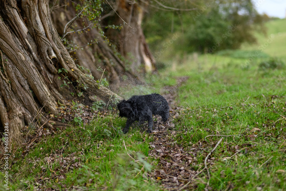 Dog Shaking Water Off: Action Shot of a Wet Dog in Mid-Shake, Water Droplets Flying Everywhere Dog Shaking Water Off: Action Shot of a Wet Dog in Mid-Shake, Water Droplets Flying Everywhere