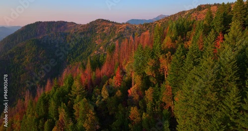 Golden Hour Forest Aerial Drone Northern California  photo