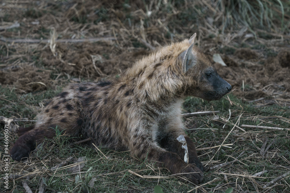 Solitary hyena  cub seen on an African safari in the Okavango Delta in Botswana Africa