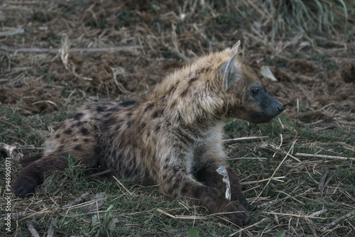 Solitary hyena cub seen on an African safari in the Okavango Delta in Botswana Africa