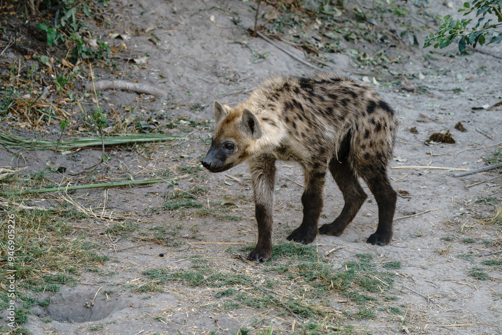 Solitary hyena cub seen on an African safari in the Okavango Delta in Botswana Africa Solitary hyena cub seen on an African safari in the Okavango Delta in Botswana Africa