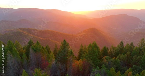 Aerial Forest Woods Trees at Golden Hour Sunset 