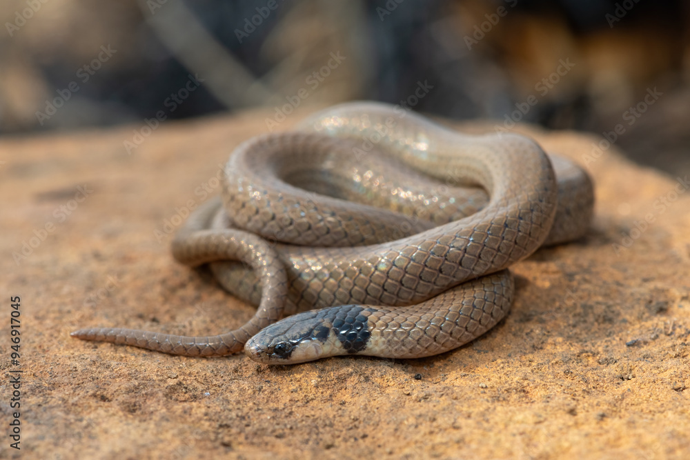 A beautiful Black-headed Centipede-eater (Aparallactus capensis), also known as a Cape centipede-eater, in the wild A beautiful Black-headed Centipede-eater (Aparallactus capensis), also known as a Cape centipede-eater, in the wild
