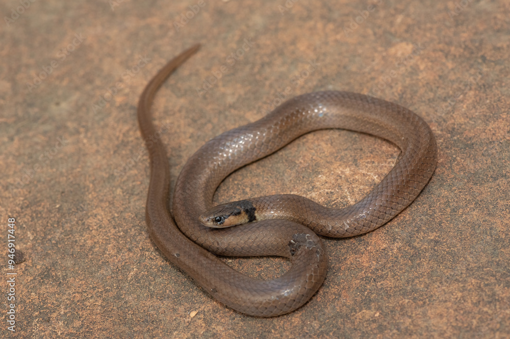 A beautiful Black-headed Centipede-eater (Aparallactus capensis), also known as a Cape centipede-eater, in the wild A beautiful Black-headed Centipede-eater (Aparallactus capensis), also known as a Cape centipede-eater, in the wild