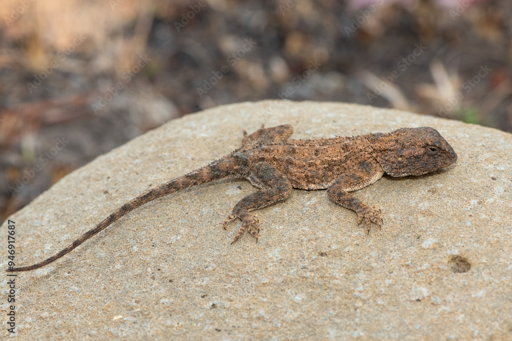 Cute Eastern Ground Agama (Agama aculeata distanti) on a rock in a grassland Cute Eastern Ground Agama (Agama aculeata distanti) on a rock in a grassland