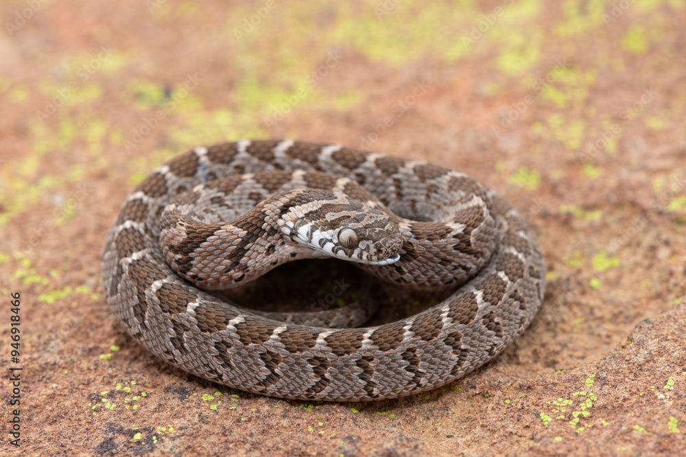 Obraz premium Rhombic egg eater (Dasypeltis scabra), also known as a common egg eater, or egg-eating snake, displaying defensiveness in the wild