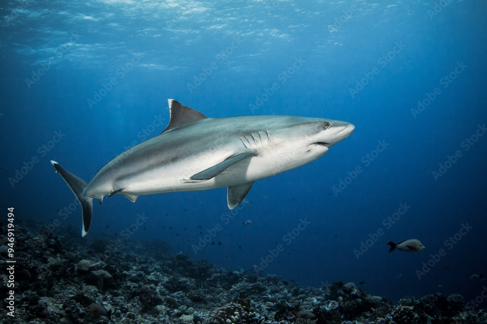 Obraz premium Silvertip shark, French Polynesia