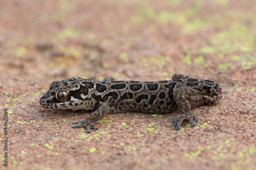 A beautiful Spotted Thick-toed Gecko (Pachydactylus maculatus) on a large rock in the wild A beautiful Spotted Thick-toed Gecko (Pachydactylus maculatus) on a large rock in the wild