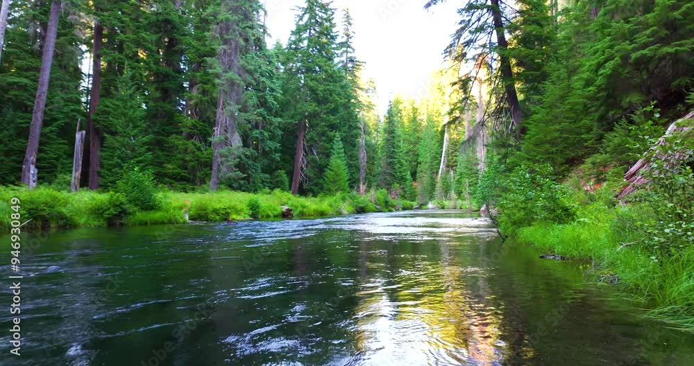 Crystal Clear Stream Beneath Evergreen Trees Aerial Drone Crystal Clear Stream Beneath Evergreen Trees Aerial Drone