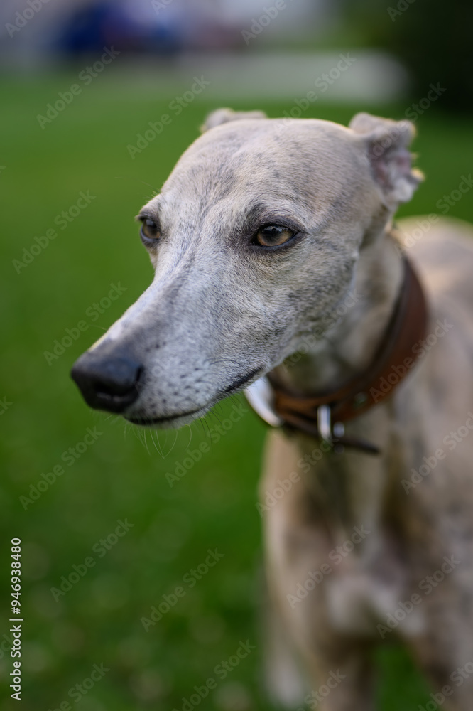 Whippet dog portrait outdoors with grass background. Whippet dog portrait outdoors with grass background.