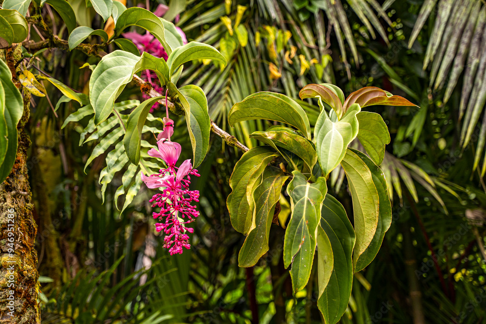 Close-up of Medinilla magnifica (Rose Grape), Hawai‘i Tropical Botanical Garden Close-up of Medinilla magnifica (Rose Grape), Hawai‘i Tropical Botanical Garden