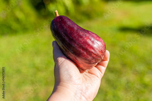 A girl holds fresh ohi'a'ai (Hawaiian mountain apples or Syzygy malaxens) in her hand. photo