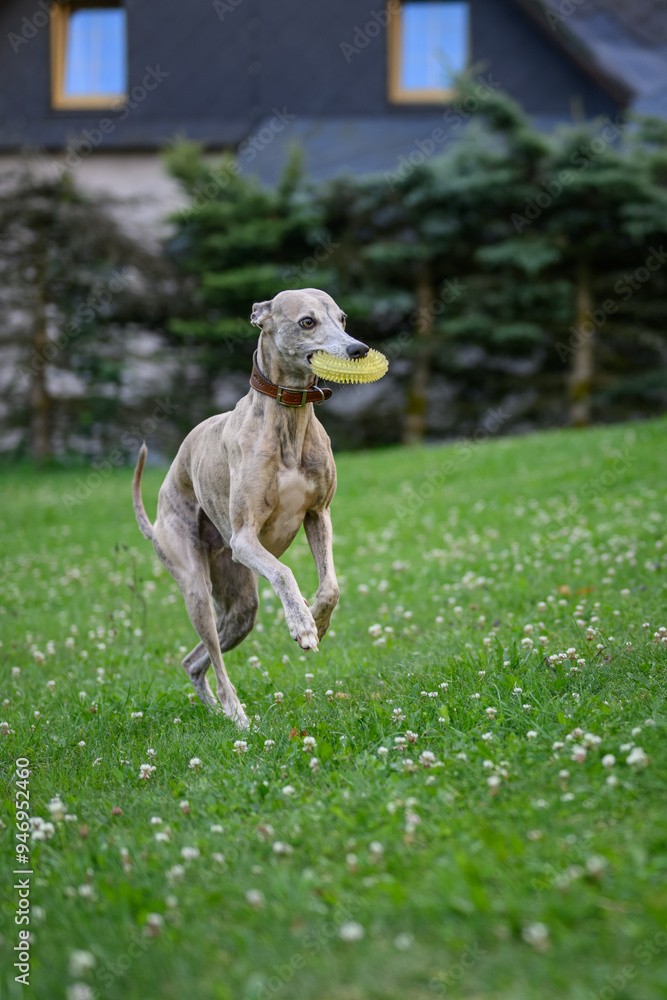 A whippet dog plays with a rubber ring. A whippet dog plays with a rubber ring.
