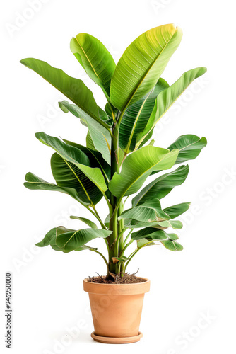 A tall green plant in a pot