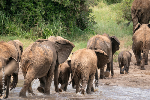 Canvas Print Family of Elephants Crossing River, Tarangire National Park, Tanzania