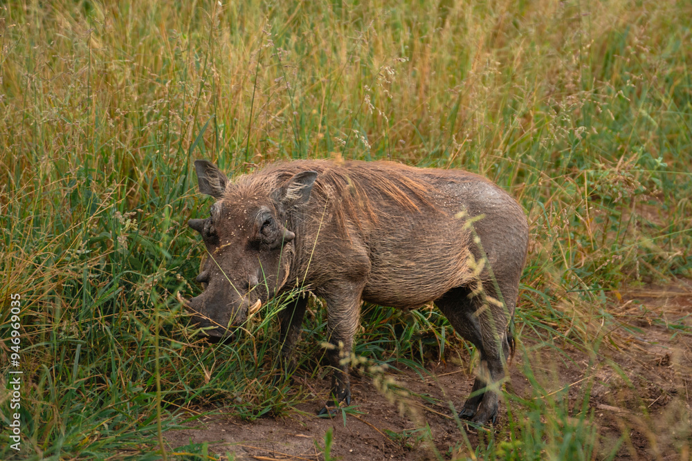Common Warthog, Tarangire National Park, Tanzania Common Warthog, Tarangire National Park, Tanzania
