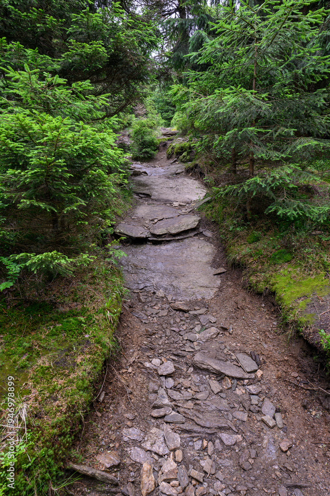 Stones on the forest path in the forest. Stones on the forest path in the forest.