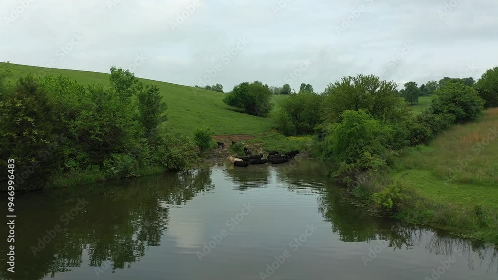 Cows swimming Cows swimming
