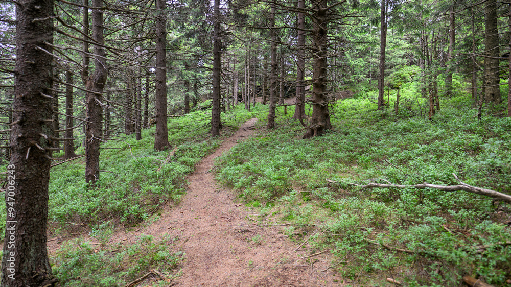 Obraz premium A slender forest path in a coniferous forest.