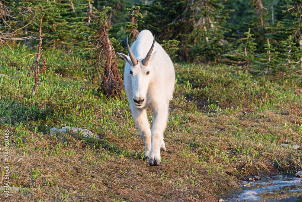 Mountain Goat In Glacier National Park Walking Towards The Viewer Mountain Goat In Glacier National Park Walking Towards The Viewer