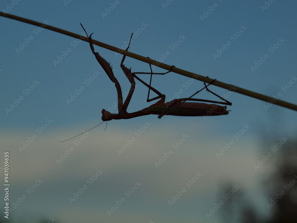 Praying mantis in the evening light Praying mantis in the evening light