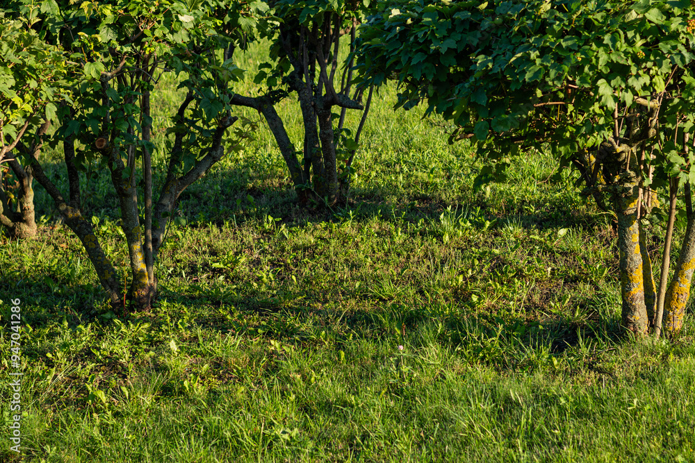 Sunlit hazel bushs with green leaves and thick trunks casting shadows on the grassy ground in a garden.
Sunlit hazel bushs with green leaves and thick trunks casting shadows on the grassy ground in a garden.