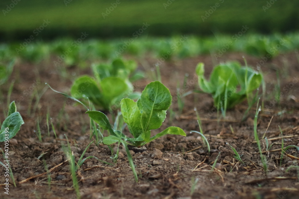 Obraz premium Young Sprouts Recently Planted in Field Near Zurich