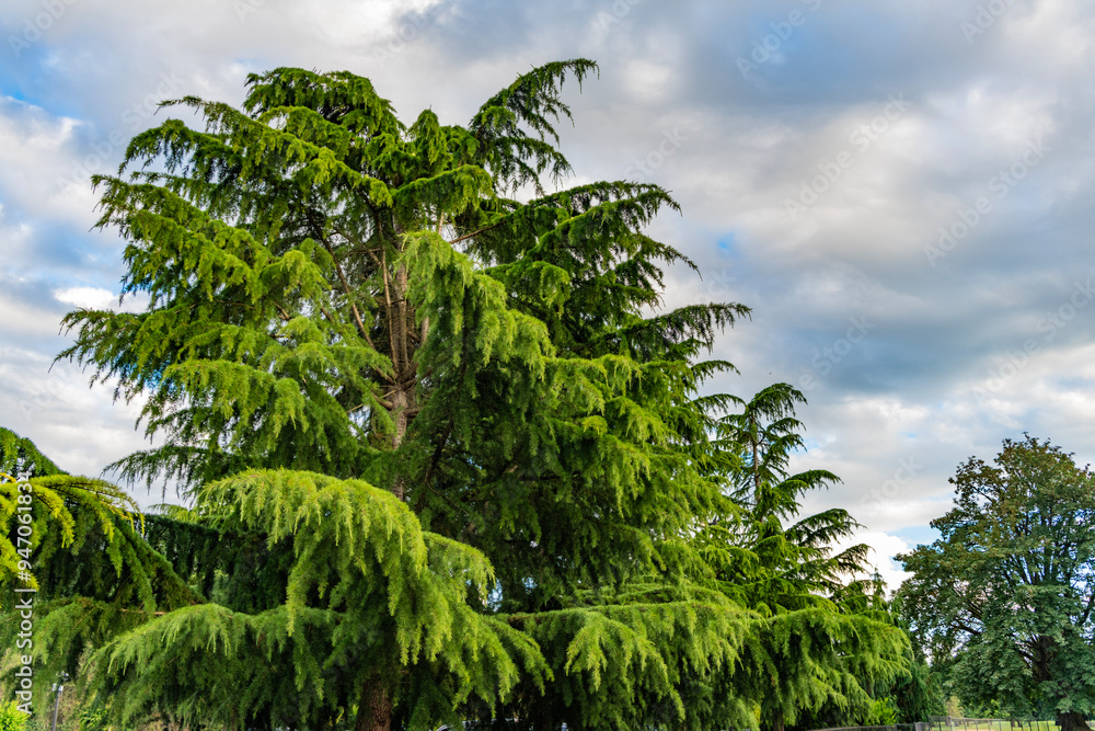 Fir tree in summer nature. Coniferous forest tree environment. Green nature. Fir tree growing in park. Nature evergreen landscape. Landscape with coniferous forest in summer. Evergreen nature Fir tree in summer nature. Coniferous forest tree environment. Green nature. Fir tree growing in park. Nature evergreen landscape. Landscape with coniferous forest in summer. Evergreen nature