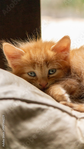cat sleeping on the bed