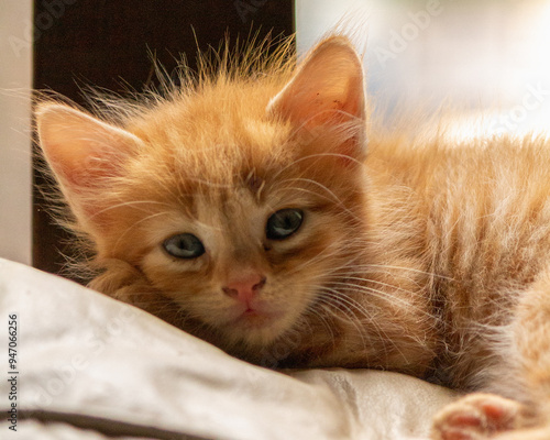 cat sleeping on the bed