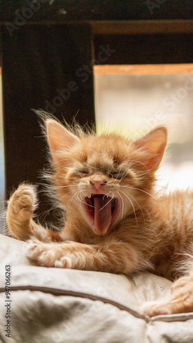 cat sleeping on a bed