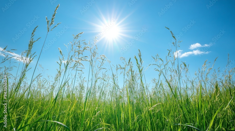 A serene green meadow with tall grasses swaying gently in the breeze, under a clear blue sky, capturing the peaceful and natural beauty. A serene green meadow with tall grasses swaying gently in the breeze, under a clear blue sky, capturing the peaceful and natural beauty.