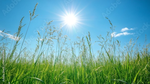 A serene green meadow with tall grasses swaying gently in the breeze, under a clear blue sky, capturing the peaceful and natural beauty.