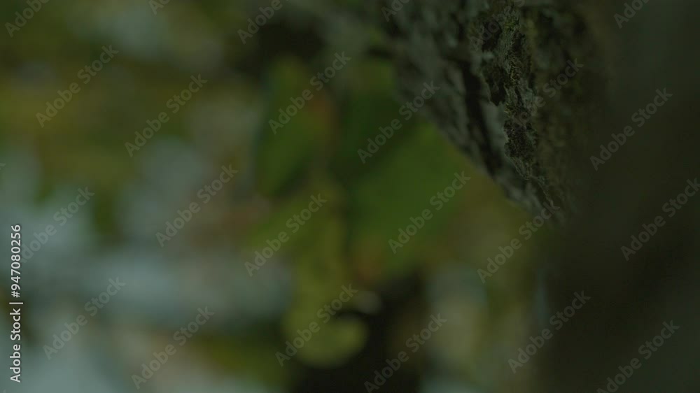 Brown Bark Of Tree Isolated At Green Sunny Blurry Fresh Foliage Background Video Brown Bark Of Tree Isolated At Green Sunny Blurry Fresh Foliage Background Video