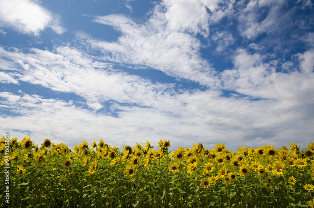 Naklejka premium Field of Sunflowers with Blue Sky and Puffy Clouds