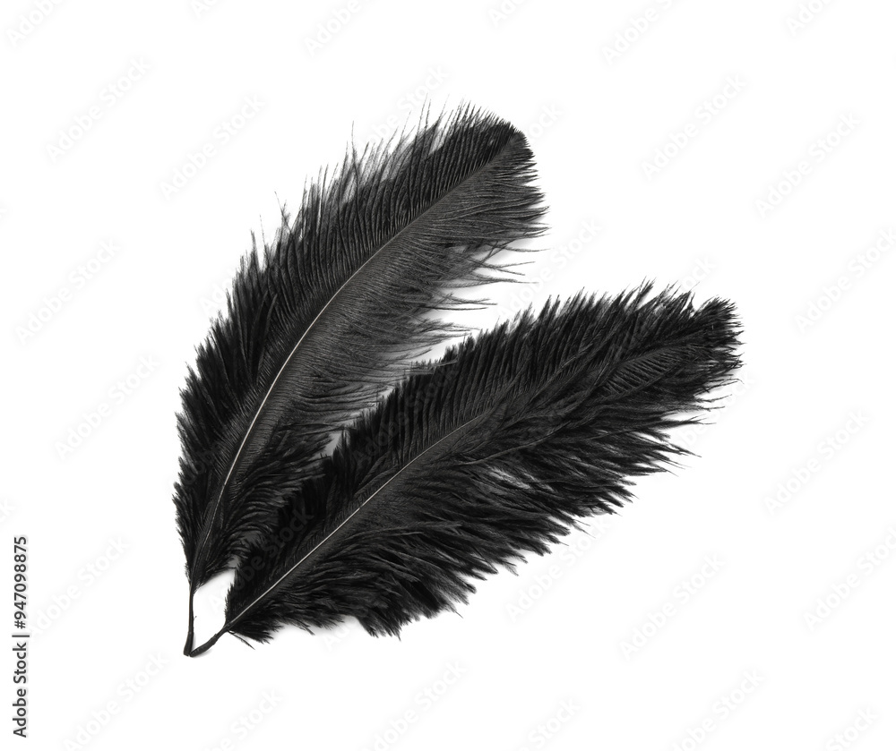 Beautiful black bird feathers isolated on white, top view Beautiful black bird feathers isolated on white, top view