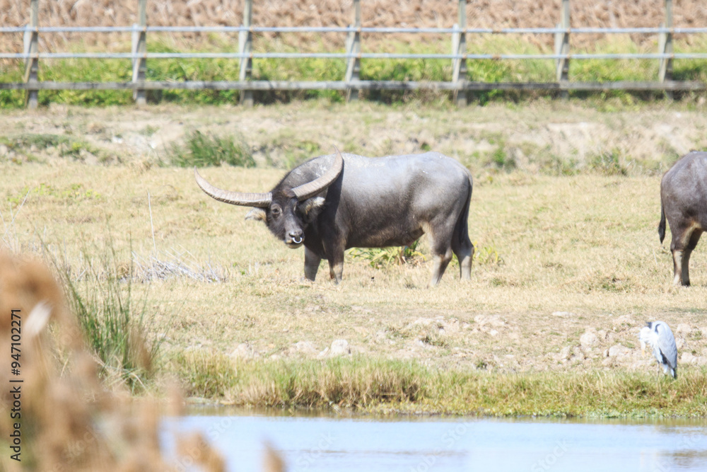 Water Buffalo Grazing in a Field with a Heron Nearby Water Buffalo Grazing in a Field with a Heron Nearby